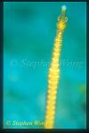 Pipefish, Stick Pipefish 01