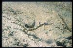 Pipefish, Whiskered Pipefish 02, juvenile