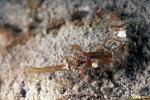 Pipefish, Whiskered Pipefish 03, juvenile 080803