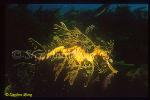 Seadragon, Leafy Seadragon 01, Phycodurus eques