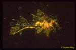 Seadragon, Leafy Seadragon 05, Phycodurus eques