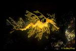 Seadragon, Leafy Seadragon 06, Phycodurus eques