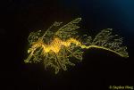 Seadragon, Leafy Seadragon 07, Phycodurus eques