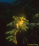 Seadragon, Leafy Seadragon 08b, Phycodurus eques