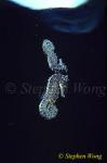 Seahorse, Common Seahorse 01, kuda