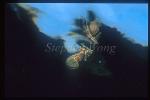 Seahorse, Common Seahorse 02, kuda