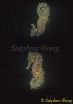 Seahorse, Common Seahorse 03a, kuda