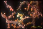 Seahorse, Pygmy Seahorse 01