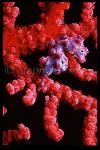 Seahorse, Pygmy Seahorse 02