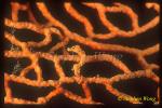 Seahorse, Pygmy Seahorse 06