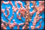 Seahorse, Pygmy Seahorse 07