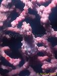 Seahorse, Pygmy Seahorse 09