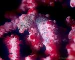 Seahorse, Pygmy Seahorse 10