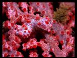 Seahorse, Pygmy Seahorse 13