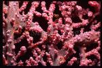 Seahorse, Pygmy Seahorse 14