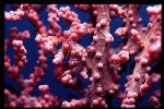 Seahorse, Pygmy Seahorse 15