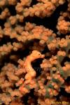 Seahorse, Pygmy Seahorse 18, H.Denise, Derawan 080803