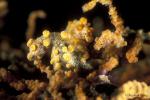 Seahorse, Pygmy Seahorse 20, triplets, H.Bargibanti Lembeh 052104