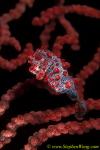 Seahorse, Pygmy Seahorse 22, H.bargibanti