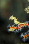 Seahorse, Pygmy Seahorse 23c satomiae 030106