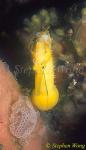 Seahorse, Thorny Seahorse 01, H.histrix