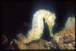 Seahorse, Thorny Seahorse 02, H.histrix