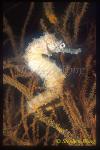 Seahorse, Thorny Seahorse 03, H.histrix