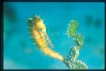 Seahorse, Thorny Seahorse 04, H.histrix