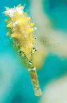 Seahorse, Thorny Seahorse 05, H.histrix