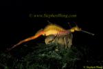 Weedy Seadragon 01 070804