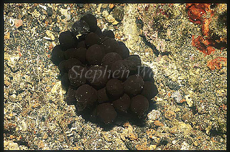 Cephalopod Eggs 01 to be identified