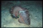 Cuttlefish, Broadclub Cuttlefish 01b note color change