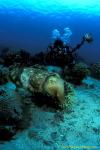 Cuttlefish, Broadclub Cuttlefish 06, Sepia latimanus 030106
