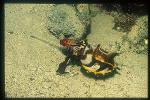 Cuttlefish, Flamboyant Cuttlefish 02, feeding on shrimp