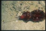 Cuttlefish, Flamboyant Cuttlefish 06 feeding