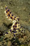 Octopus, Blue Ringed Octopus 13 hunting 030106