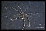 Octopus, Mimic Octopus 05 impersonating Sand Anemone 01 041002