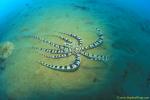 Octopus, Mimic Octopus 08 090106