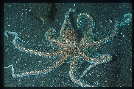 Octopus, White V 01