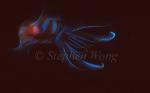 Squid, Bigfinned Reef Squid 02