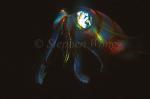 Squid, Bigfinned Reef Squid 03