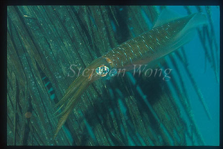 Squid, Bigfinned Reef Squid 08