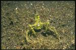 Crab, Arrowhead Crab 01, Huenia heraldica