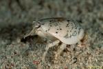 Crustaceans