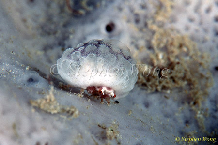 Crab, Decorator Crab 02, 5mm, colonial acsidians covered 080103