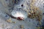 Crab, Decorator Crab 02, 5mm, colonial acsidians covered 080103