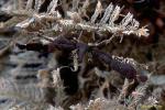 Crab, Decorator Crab 02 Achaeus, sponge covered 080103