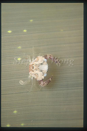 Crab, Harlequin Crab 02 juvenile on Soft Coral