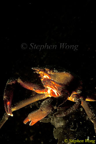Crab, Northern Kelp Crab 02, Jessie Is, Van Is 111403