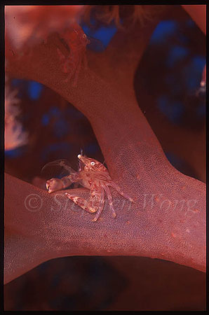 Crab, Pea Crab 01